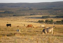 Alerta: el sector vacuno pierde un 10 por ciento de ganaderos cada año vacas Extremadura