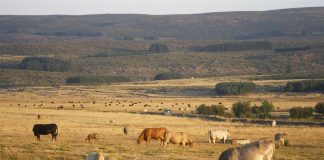 Acusa al Gobierno de España “de no mover un solo dedo” contra la Enfermedad Hemorrágica Epizoótica (EHE) vacas Extremadura