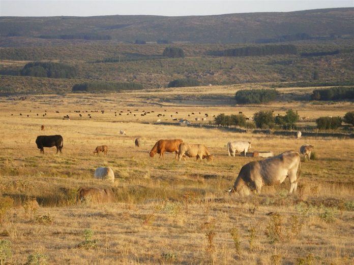 vacas Extremadura