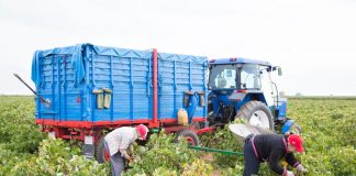 La vendimia 2023 en Castilla-La Mancha: piedra de toque y pista de despegue para la nueva PAC. CCOO-Industria vendimia