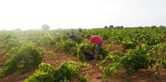 Un Ayuntamiento manchego pone en marcha la bolsa de empleo para la vendimia paro agrícola