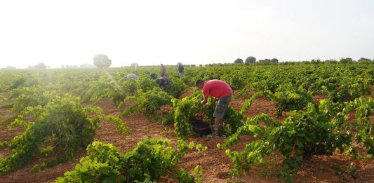 paro agrícola