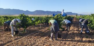 ASAJA Castilla-La Mancha asegura que trabajadores del campo perciben el Salario Mínimo Interprofesional (SMI) vendimia