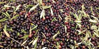 Alerta de los robos que se pueden producir durante la campaña de aceituna y pide medidas aceitunas