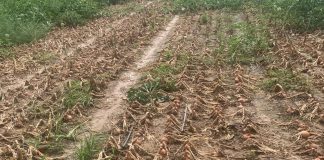 Vídeo. Las lluvias ‘pelan’ de cebollas La Mancha Cebollas temporal