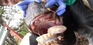 La Enfermedad Hemorrágica Epizoótica ya afecta al 80 por ciento de las vacas en algunas explotaciones Enfermedad Hemorrágica Epizoótica