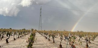 Pide que se activen todos los mecanismos de ayuda y apoyo al sector agrario para paliar los destrozos de las tormentas granizo