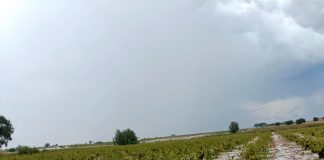 Hortalizas y viñedos, principales cultivos afectados por el temporal en el centro de España viñedo anegado