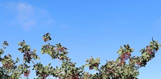 Castilla-La Mancha cuenta ya con el 80 por ciento de la superficie nacional de pistacho pistacho