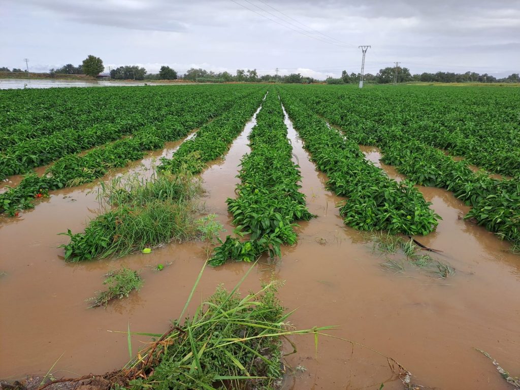 Pimientos temporal