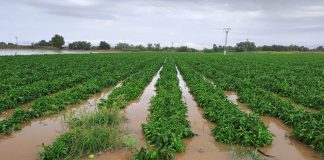 Las ayudas destinadas a daños por el último temporal no contemplan las explotaciones agrarias Pimientos temporal