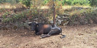 Exige al Gobierno que “dé la cara” en la crisis sanitaria de la Enfermedad Hemorrágica Epizoótica vaca enferma