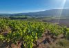 La vendimia se complica: Algunas bodegas comunican a los agricultores que no recogerán sus uvas viñas La Rioja