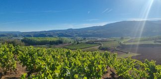 Solicita un “plan de rescate urgente” para los viticultores riojanos viñas La Rioja
