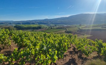 La vendimia se complica: Algunas bodegas comunican a los agricultores que no recogerán sus uvas viñas La Rioja