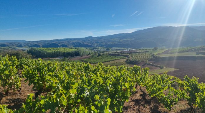 La vendimia se complica: Algunas bodegas comunican a los agricultores que no recogerán sus uvas viñas La Rioja