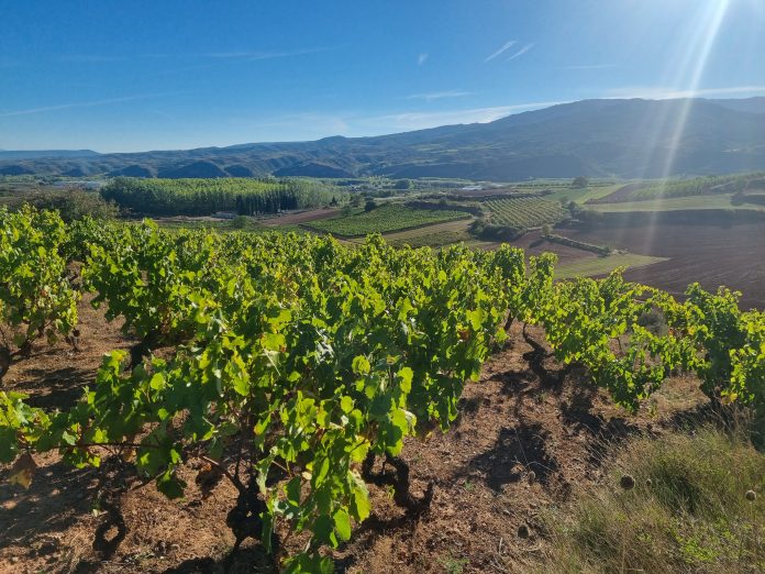 viñas La Rioja