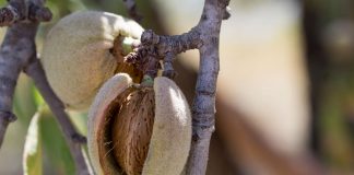 Un innovador proyecto busca poner en valor la capota de la almendra almendra