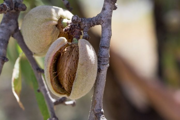 almendra