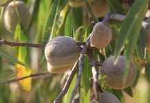 La Asociación Nacional de Productores de Almendra Ecológica convoca una protesta ante la Lonja de Albacete almendra española