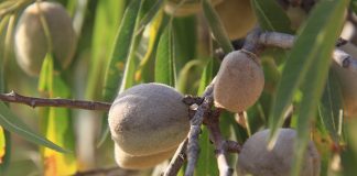 Productores de almendra de Castilla-La Mancha piden “unidad” ante la importación de producto americano almendra española