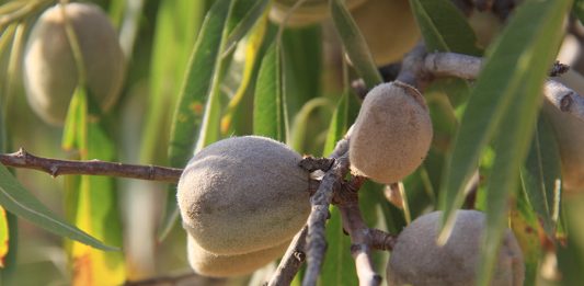 almendra española