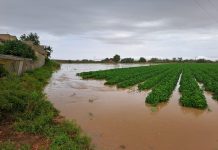 El tren de borrascas de las últimas semanas podría elevar a 40.000 hectáreas la superficie dañada en explotaciones agrícolas aseguradas