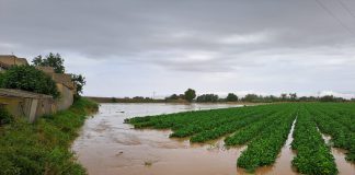 El tren de borrascas de las últimas semanas podría elevar a 40.000 hectáreas la superficie dañada en explotaciones agrícolas aseguradas