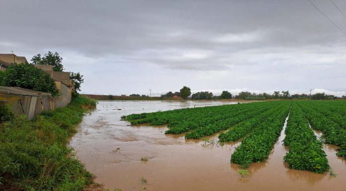 El tren de borrascas de las últimas semanas podría elevar a 40.000 hectáreas la superficie dañada en explotaciones agrícolas aseguradas