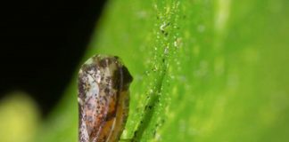 Advierten que nuevas enfermedades podrían acabar con la citricultura española en pocos años cítrico plaga