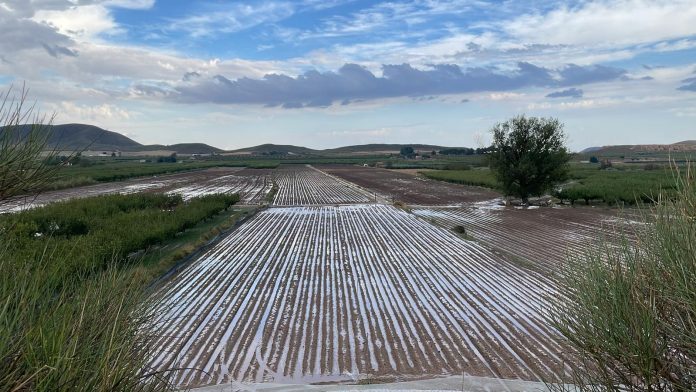 daños por pedrisco