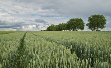 El informe USDA (de Estados Unidos) aumenta considerablemente la producción mundial de trigo fertilizantes trigo
