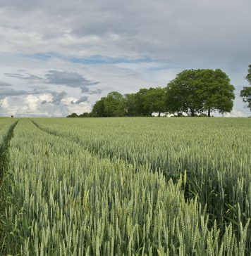 El informe USDA (de Estados Unidos) aumenta considerablemente la producción mundial de trigo fertilizantes trigo