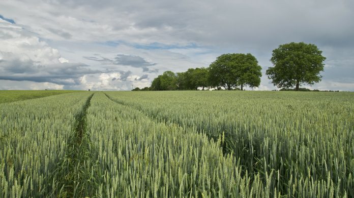 fertilizantes trigo