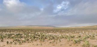Agroseguro abona más de nueve millones a productores andaluces de girasol girasol inundado