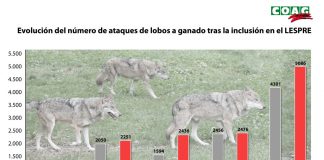 Cada día se producen 35 ataques de lobos al ganado en la España rural