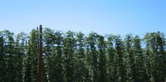 Piden soluciones a los problemas de un cultivo básico para la elaboración de cerveza cultivo del lúpulo