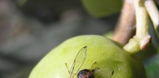 ¿Cómo ha evolucionado la mosca del olivo en la mayor región productora del mundo? mosca del olivo