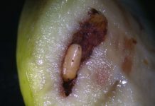 Una Denominación de Origen andaluza trata colectivamente la mosca del olivo mosca del olivo