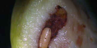 Comienza la campaña para el control de la mosca del olivo mosca del olivo