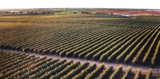 Advierte de la competencia de otros países más productivos en aceite de oliva olivar superintensivo