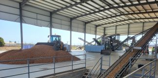 Los precios de las almendras arrancan con cotizaciones al alza almendras