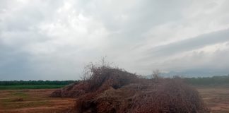 Pide que autoricen ya la quema de restos agrícolas debido a las condiciones meteorológicas propicias quema de restos agrícolas