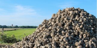 ¿Cuál es la principal provincia española productora de remolacha? remolacha