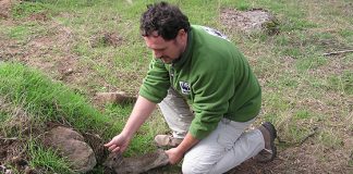 La organización conservacionista WWF advierte sobre el gran descenso del conejo de campo en España conejo de campo