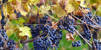 Denuncia que se está vendiendo la uva con precios por debajo de costes por «la presión de las bodegas» uva tinta