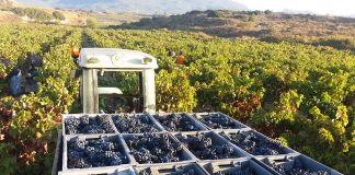 Denuncia que con gran parte de la cosecha de uva recogida los agricultores siguen sin precios ni contratos vendimia Rioja
