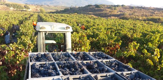 vendimia Rioja