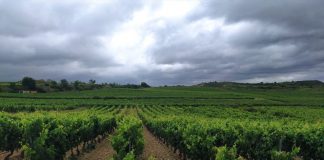 El Gobierno justifica el menor importe de los anticipos de la PAC por el aumento de la superficie solicitada viñedo Alava