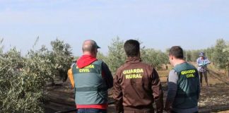Un ayuntamiento intensificará la vigilancia en el campo para evitar robos durante la campaña de la aceituna robos aceituna